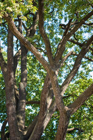 Oak tree branches, canopy bask in sun. Foliage crown supports balance of ecosystem, soil protection