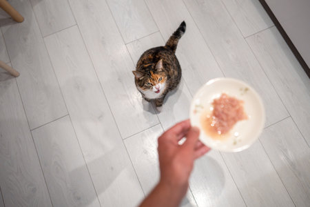 Impatient cat waits for food, meowing sits on floor, looking at plate of canned fish in owners handの写真素材