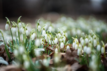 Blooming delicate Snowdrop - Galanthus nivalis swaying on breeze in public park. Springtime.