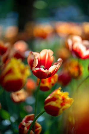 Soft focus on tulip flower among other vibrant red orange floral plants growing in flowerbed.の写真素材