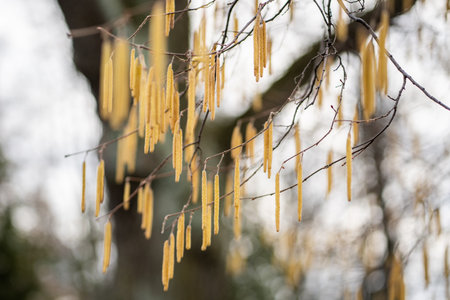 Earrings on hazel branches closeup in early spring. Hazelnut flowering in park.の写真素材