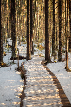 March snowmelt in forest, wooden eco trail in sunlight leading to thicket distance in early springの写真素材