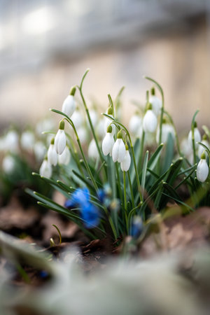 Blooming delicate Snowdrop - Galanthus nivalis swaying on breeze in public park. Springtime.の写真素材