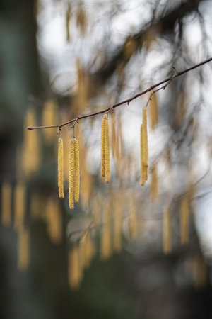 Earrings on hazel branches closeup in early spring. Hazelnut flowering in park.の写真素材