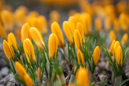 Closeup of yellow crocus blooming on field, soft focus. Spring primroses.