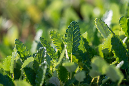 Dryas octopetala - wild alpine plant, leaves closeup, soft focus. Mountain Avensの写真素材