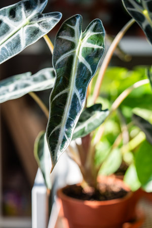 Leaf of Alocasia Bambino Arrow in clay pot at home. Glossy heart shaped leaves - Elephant Earの写真素材