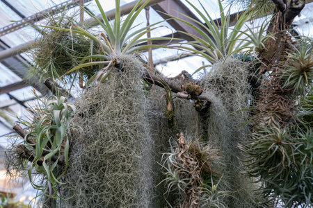 Tillandsia usneoides plant. Hanging epiphytic Spanish moss and other bromeliads on tree trunkの写真素材