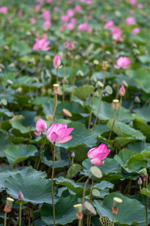 Tea lotus field in Vietnam. Farming in Asian area, agricultural landscape of Vietnamの写真素材