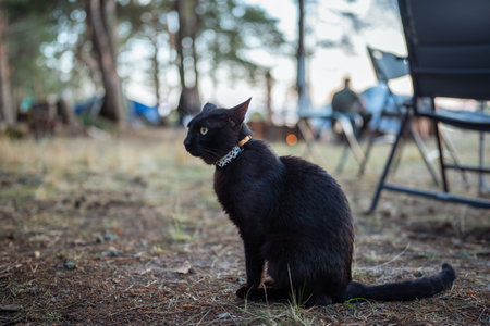 Black cat with gps tracker on collar while vacation with owners with camping tents in woodsの写真素材