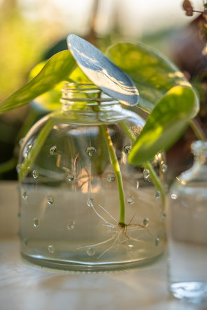 Water propagating of sprout Pilea peperomioides cuttings with roots in glass jar at home.の写真素材
