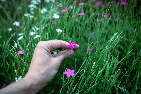Man touches ornamental flower of wild Dianthus Deltoides, also called maiden pink. Grassy carnation