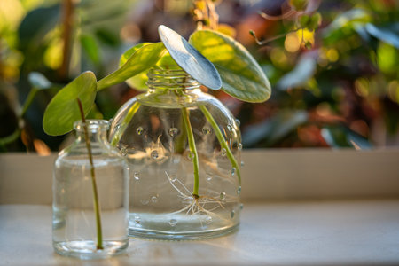 Water propagating of sprout Pilea peperomioides cuttings with roots in glass jar at home.の写真素材