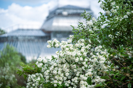 White scented flowers Philadelphus coronarius in garden in early summer closeup, soft focus