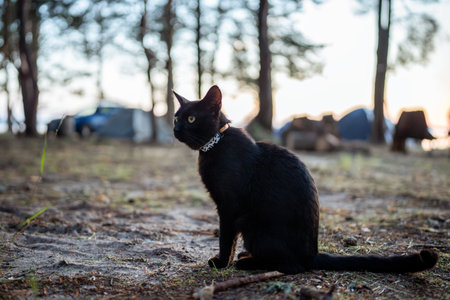 Black domestic cat with gps tracker collar sitting outside in nature against forest and hiking camp.の写真素材