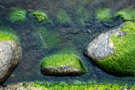 Bright green moss growing on sea stone top view. Green algae covered coastal rocks