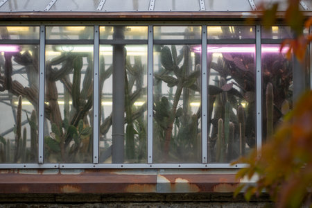 Greenhouse with plants and cactus under ultraviolet phytolamp for cultivation