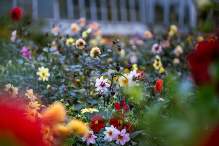 Colorful flowering dahlia bushes thriving in botanical garden or park. Ornamental garden flowers
