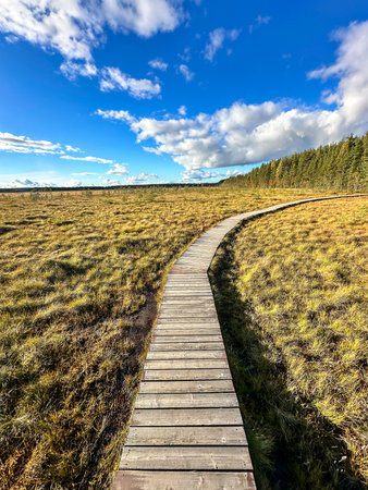 Ecological winding wooden boardwalk between sphagnum bog, swamp in autumn sunny day.