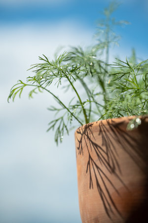 Closeup of fresh dill with water drops after spraying. Greens on terrace. Home grown organic herbs.の写真素材