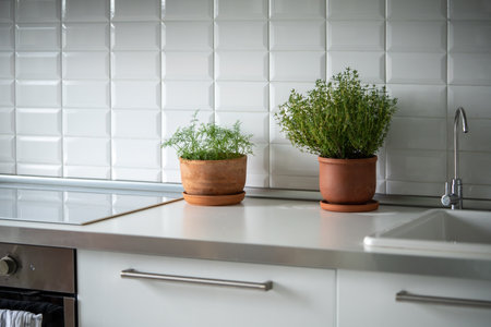 Organic herbs growing at home. Fresh green dill and thyme growing in clay pot in kitchen.
