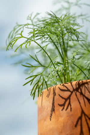Closeup of fresh dill with water drops after spraying. Greens on terrace. Home grown organic herbs.の写真素材