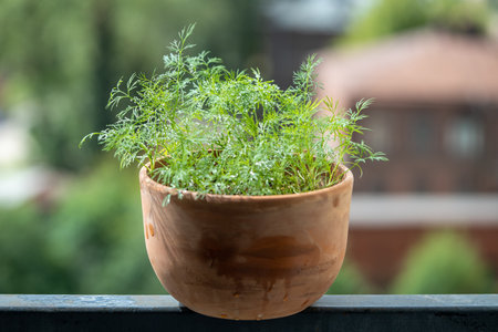 Organic herbs growing at home. Fresh green dill growing in clay pot on balcony. Grow seedlingsの写真素材