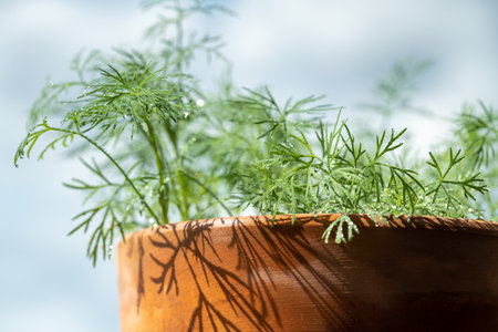 Closeup of fresh dill with water drops after spraying. Greens on terrace. Home grown organic herbs.の写真素材