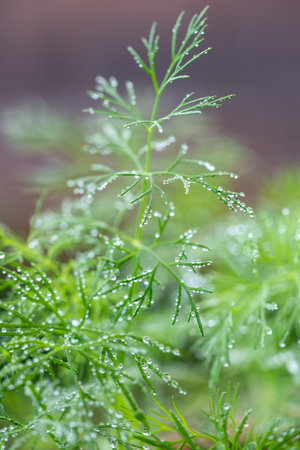 Closeup of fresh dill with water drops after spraying. Greens on terrace. Home grown organic herbs.の写真素材