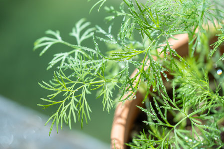 Organic herbs growing at home. Fresh green dill growing in clay pot on balcony. Grow seedlingsの写真素材