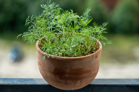Organic herbs growing at home. Fresh green dill growing in clay pot on balcony. Grow seedlingsの写真素材