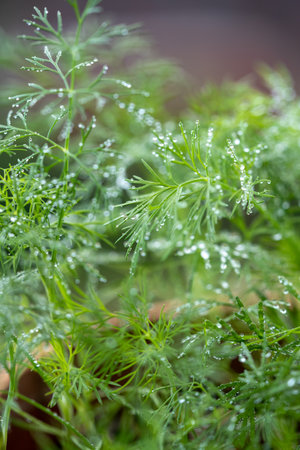 Closeup of fresh dill with water drops after spraying. Greens on terrace. Home grown organic herbs.の写真素材
