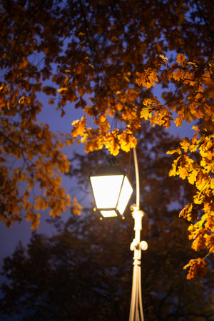 Streetlamp glowing with warm light against golden foliage of oak tree in late night fall city gardenの写真素材