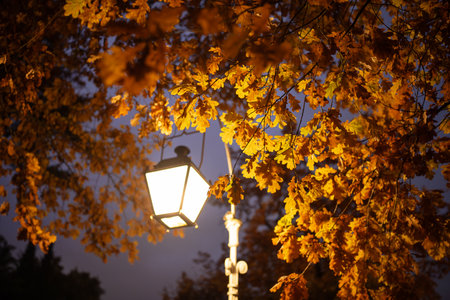 Streetlamp glowing with warm light against golden foliage of oak tree in late night fall city garden