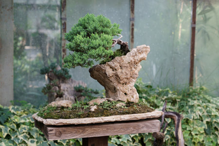 Traditional Japanese bonsai juniper tree with crooked trunk on a rock in plant nursery