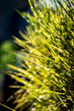 Closeup of fresh green grass at sunset. Yellow grass at sunrise with sun rays. Greenery background.