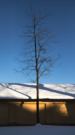 Lonely tree without leaves near the yellow wall of building at sunset, blue sky on backgroundの写真素材