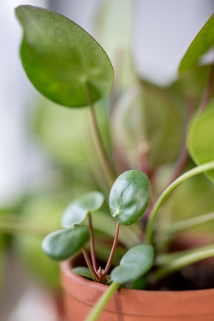 Macro shot of Pilea peperomioides sprout together with mother plant in pot. Chinese money houseplantの写真素材