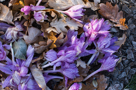 Close up withered violet crocus flowers and fallen leaves covered by hoarfrost, top viewの写真素材