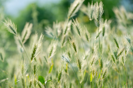 Closeup of ears of wild cereal crops at daylight sway in wind. Sunlit decorative green grass.