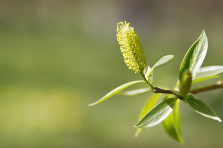 Catkins of sallow osier tree with young green leaves spreading pollen