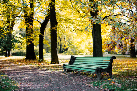 Park with a bench and a pathway with yellow leaves in the autumn alley. Autumn time