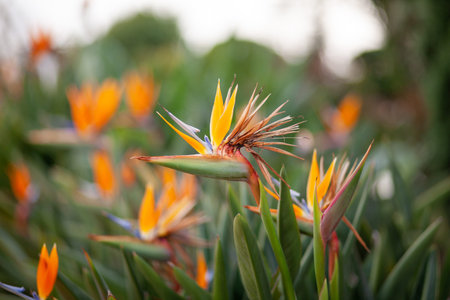 Close up of flower Bird of paradise Strelitzia Reginae blossom in botanical garden