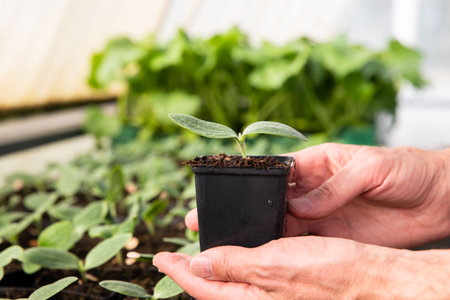 Close up of man farmer hands holding a pot with cucumber seedlings in hothouse..