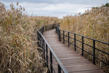 Eco-trail made of planks. Educational route, autumn season.
