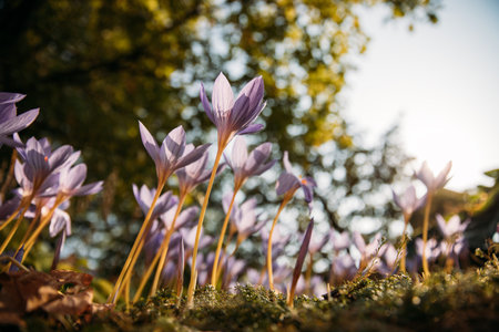 Closeup of Colchicum autumnale, Crocus - autumn flower on the fieldの写真素材