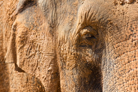 Cropped closeup of half of face of elephant the beautfl elefantの写真素材