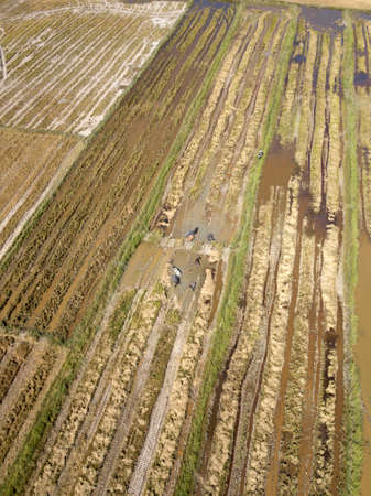 Image from drone. Yellow paddy fields and grazing buffaloes. Egrets are sitting on buffaloes....