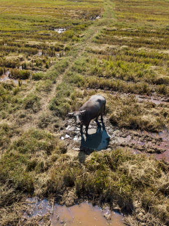 Image from drone. Yellow paddy fields and grazing buffaloes. Langkawi, Malaysia.