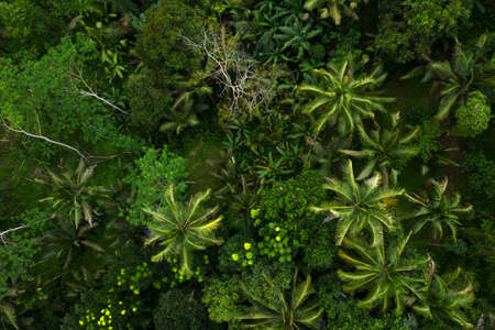 Tropical rainforest with palm trees, near Ubud, Bali, Indonesia. Aerial photo.